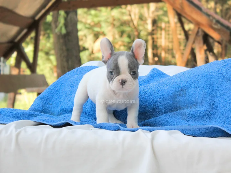 Jasper, Bulldog francese, seduto su un telo blu