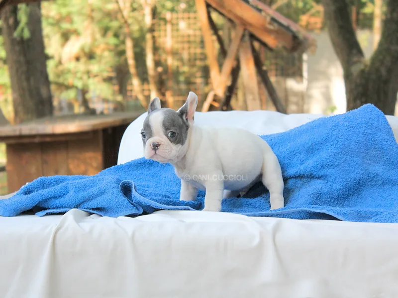 Jasper, Bulldog francese, vicino a una mano