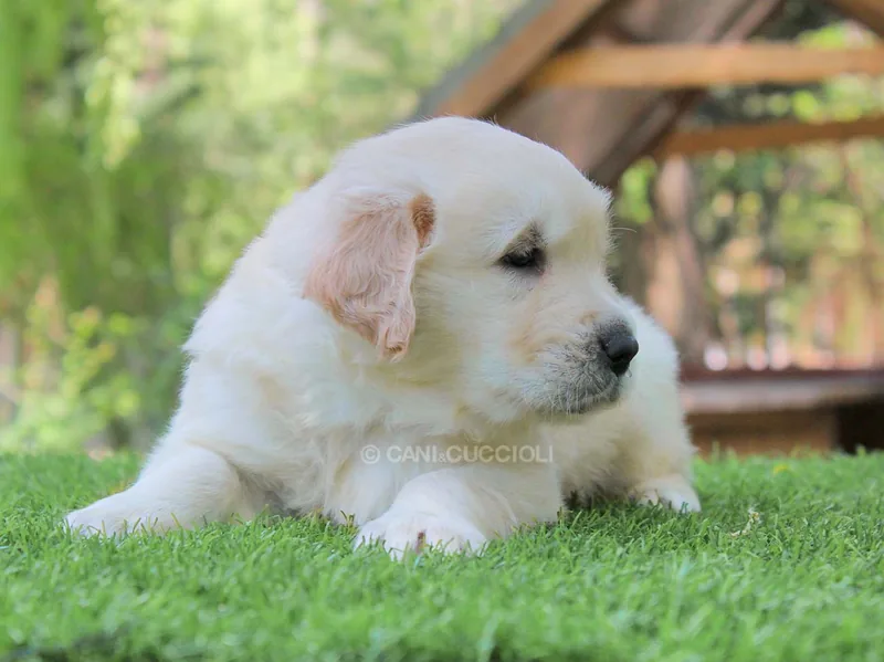 Jello, cucciolo di Golden Retriever, in posa