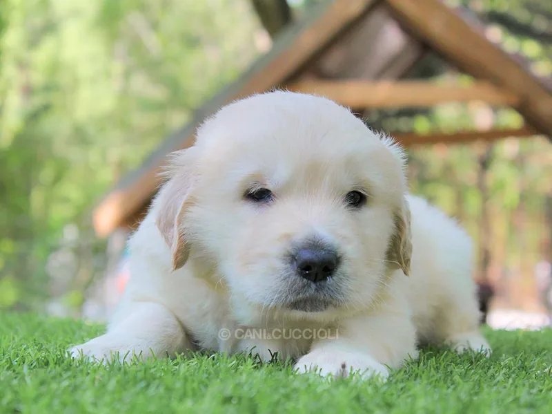 Jello, cucciolo di Golden Retriever, in posa
