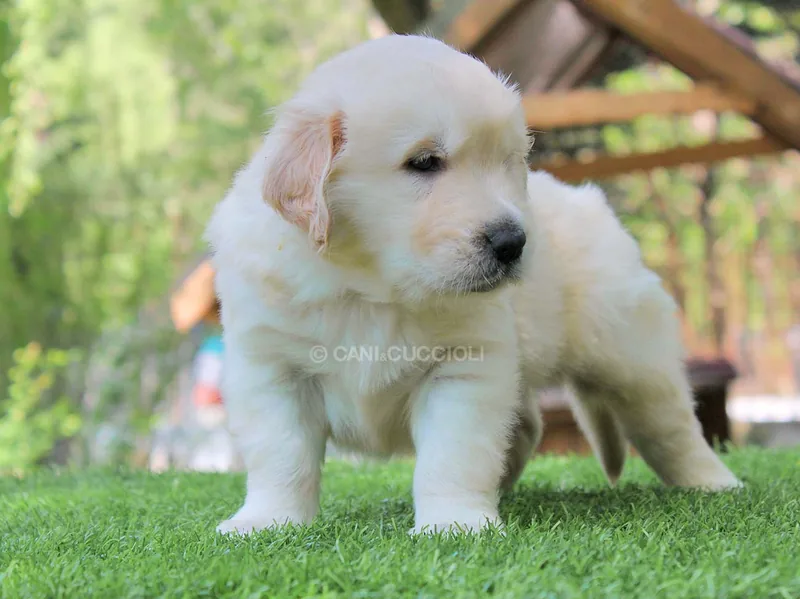 Jello, cucciolo di Golden Retriever, in posa