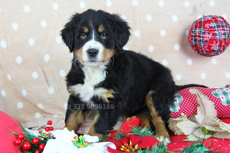 Jenna, cucciola di Bovaro del Bernese, in un allestimento natalizio
