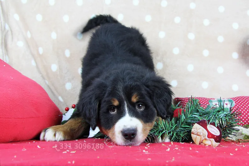 Jenna, Bovaro del Bernese, seduta al centro della scena