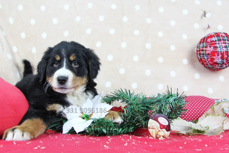 Jenna, Bovaro del Bernese, con lo sguardo rivolto in basso