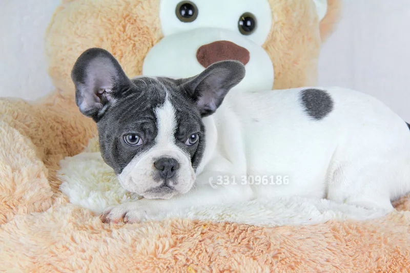 Juky, Bulldog francese, accanto a un peluche a forma di orso