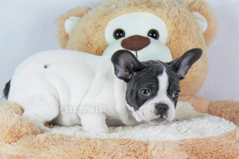 Juky, Bulldog francese, ancora vicino al peluche