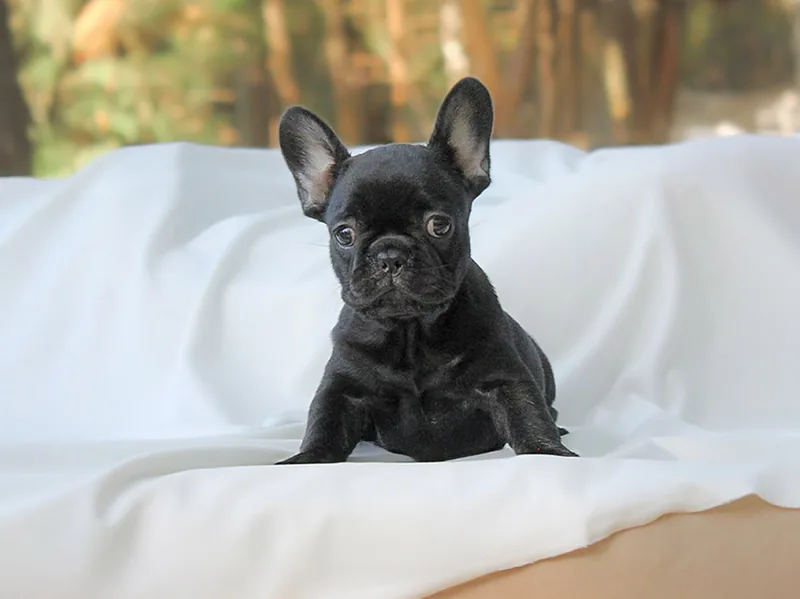 Kelly, Bulldog francese nero, fotografata su fondo chiaro