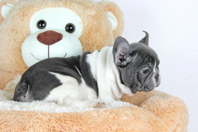 Kerry, Bulldog francese, comodo vicino al peluche