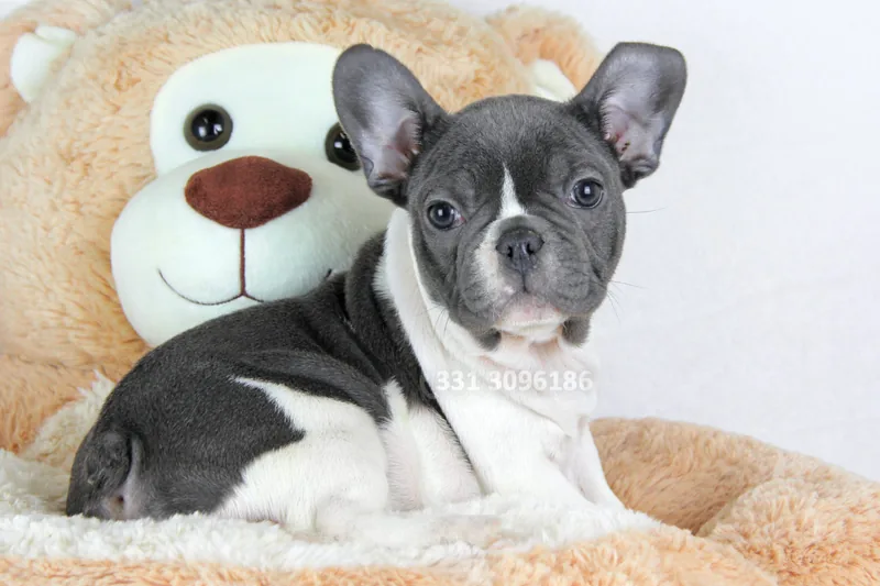 Kerry, Bulldog francese, appoggiato su un peluche a forma di orso