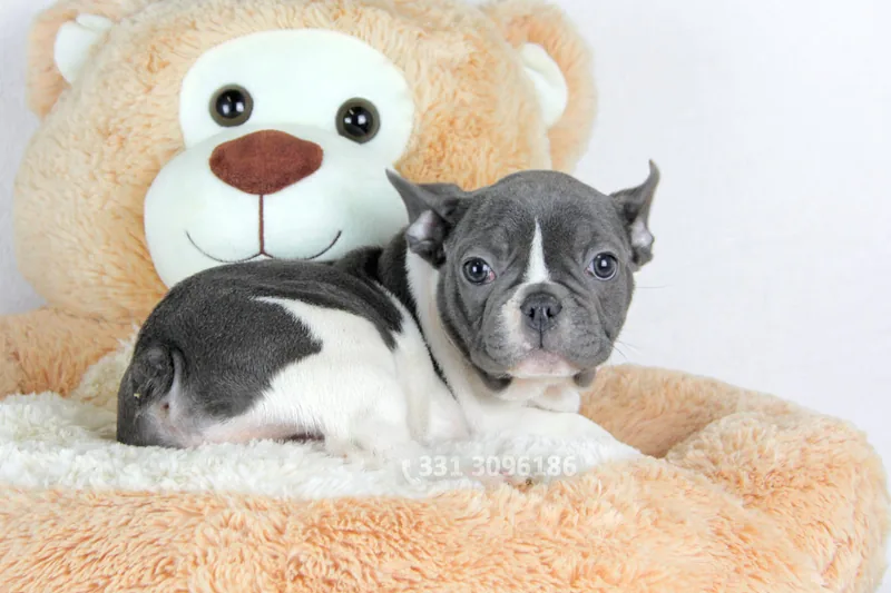 Kerry, Bulldog francese, ancora accanto al peluche