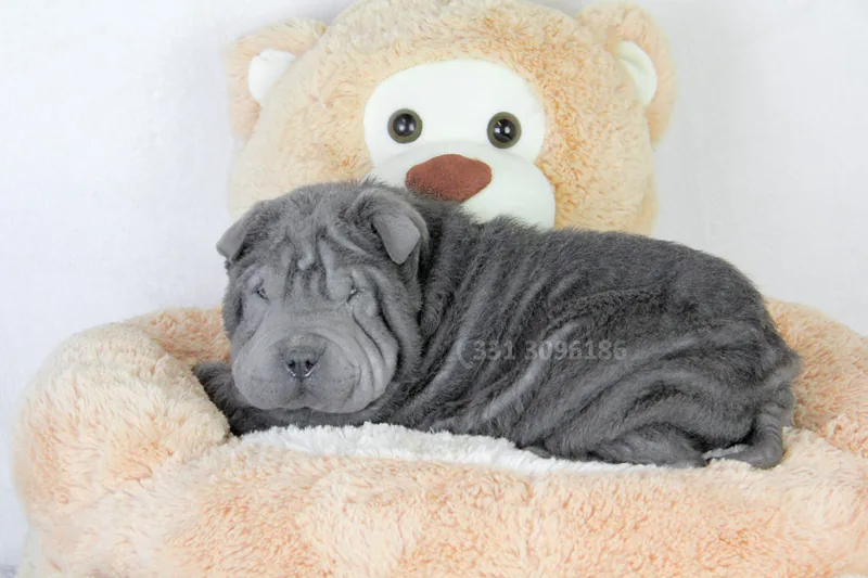 Kimbo, cucciolo di Shar Pei, in posa