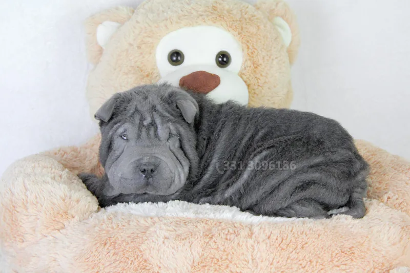 Kimbo, cucciolo di Shar Pei, in posa