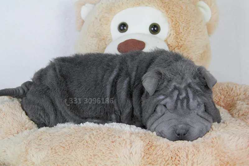 Kimbo, cucciolo di Shar Pei, in posa