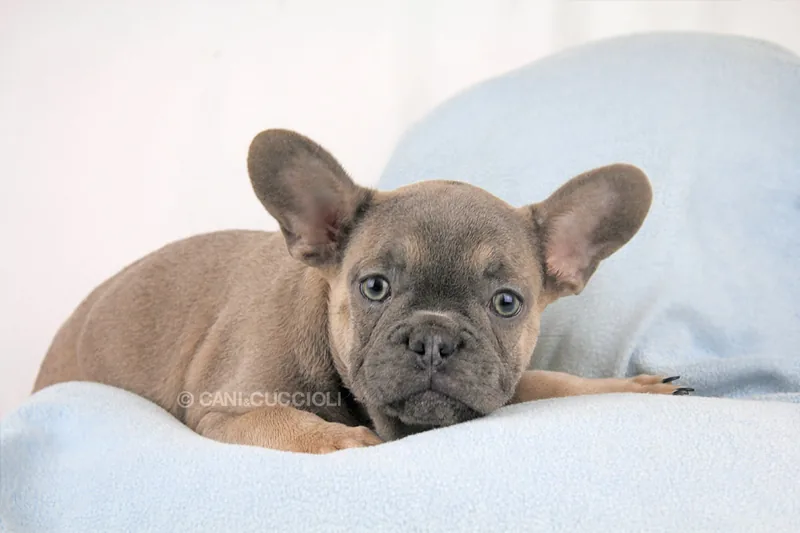 Kris, cucciolo di Bulldog Francese, in posa