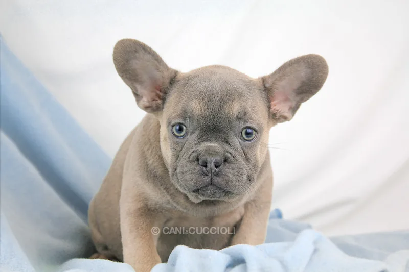 Kris, cucciolo di Bulldog Francese, in posa
