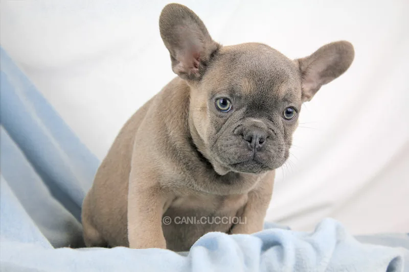 Kris, cucciolo di Bulldog Francese, in posa