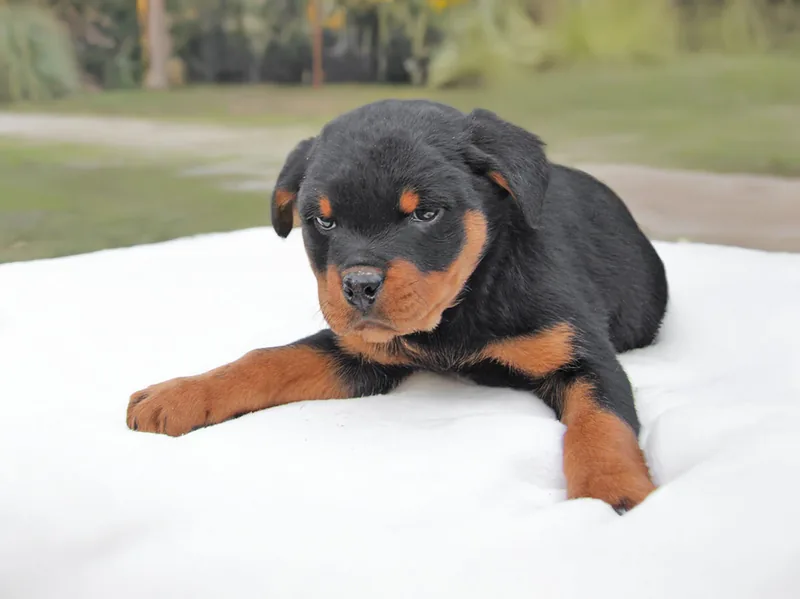 Laika, cucciolo di Rottweiler, in posa