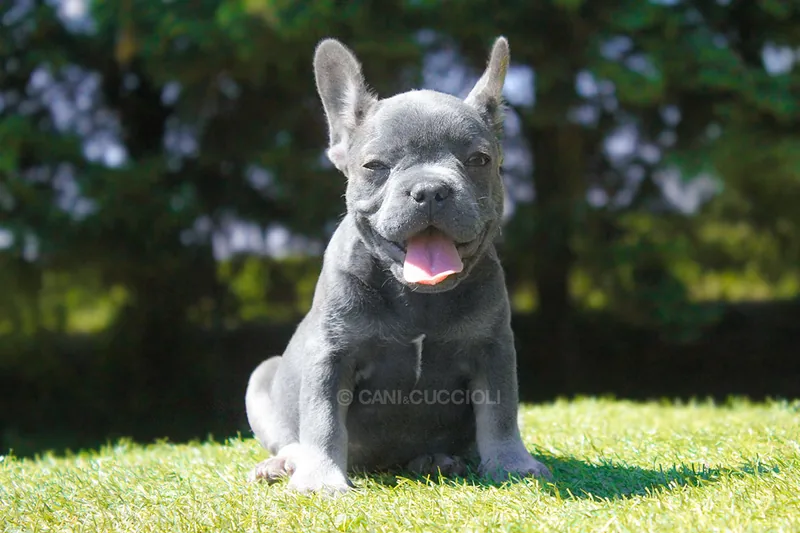 Lisbeth, Bulldog francese, con la bocca aperta sul prato