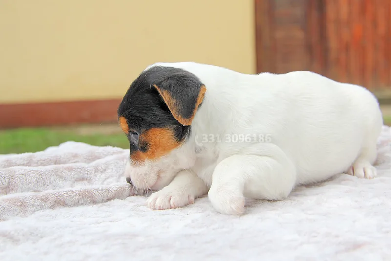 Lizzy, cucciolo di Jack Russell, in posa