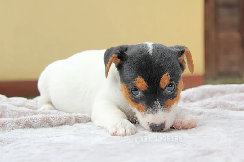 Lizzy, cucciolo di Jack Russell, in posa
