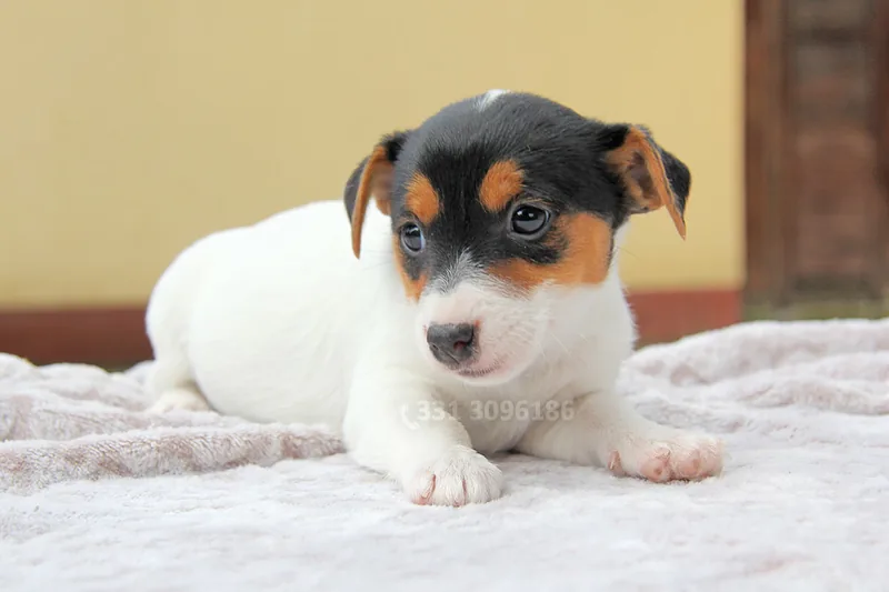 Lizzy, cucciolo di Jack Russell, in posa