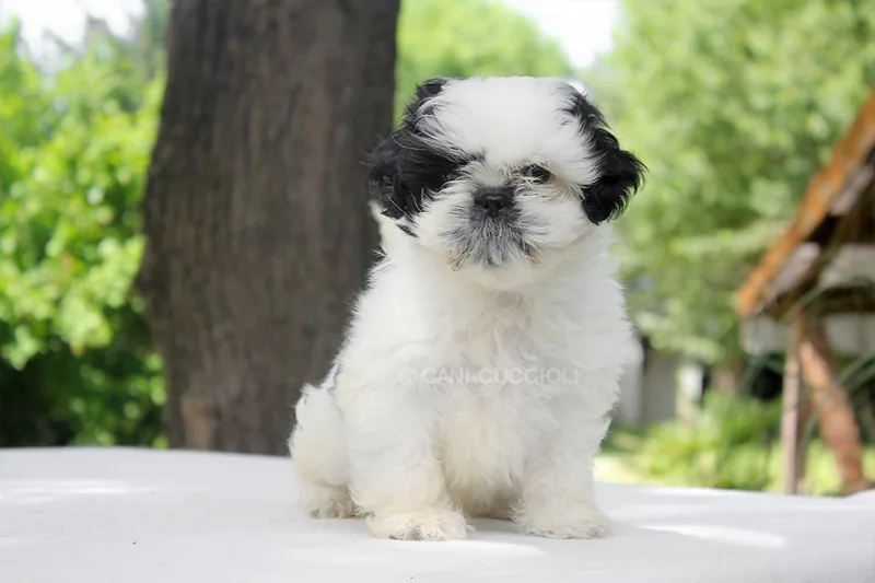 Lollo, cucciolo di Shih Tzu, fotografato durante i primi mesi