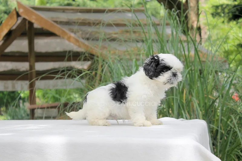 Lollo, cucciolo di Shih Tzu in una foto dedicata alla vita da cucciolo