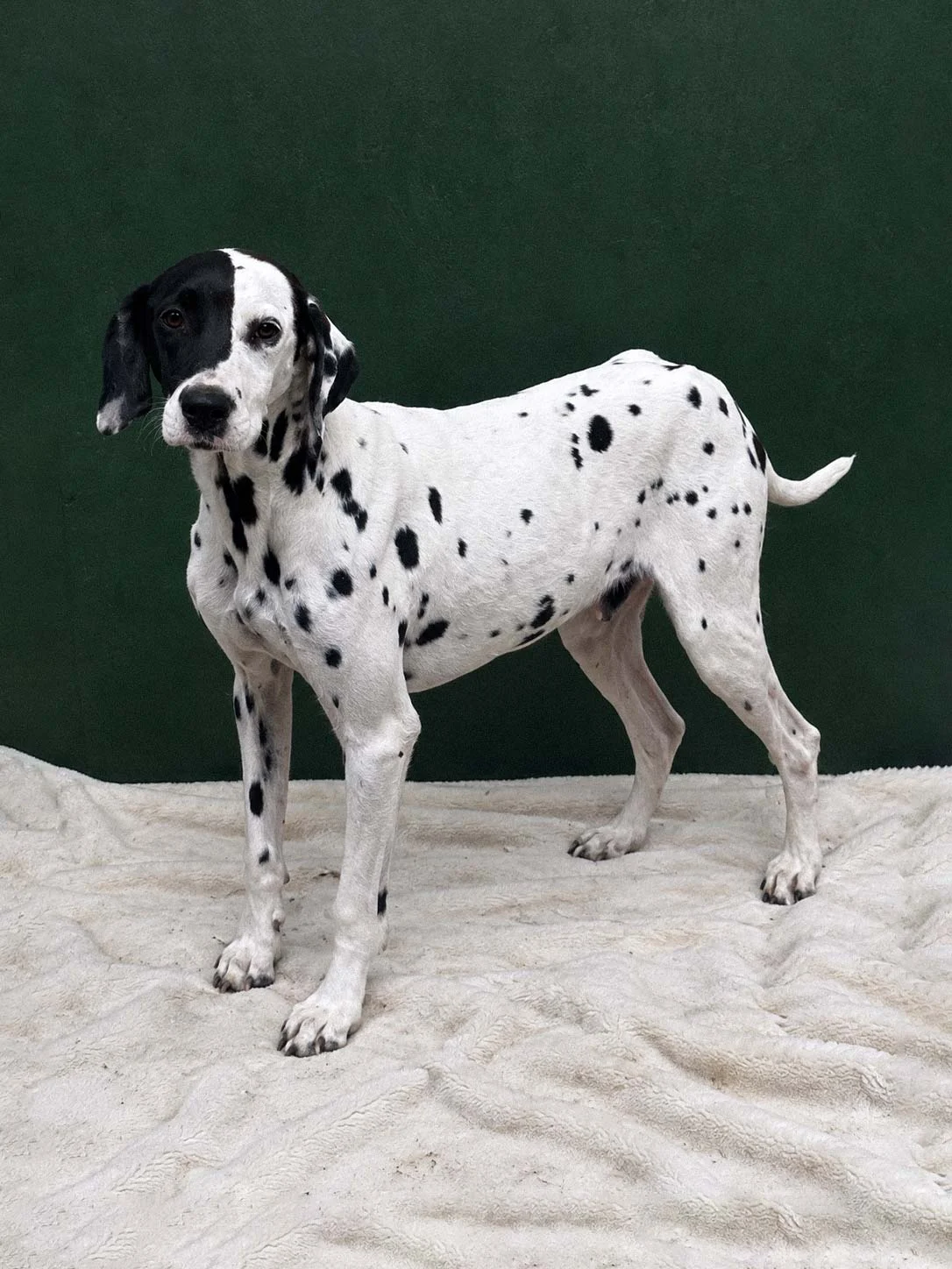 Dalmata, femmina di 3 anni
