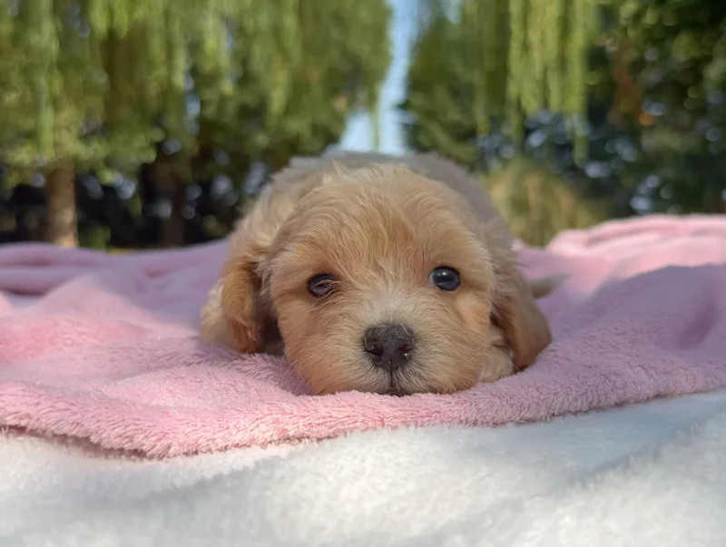 Maltipoo Femmina Crema Kara