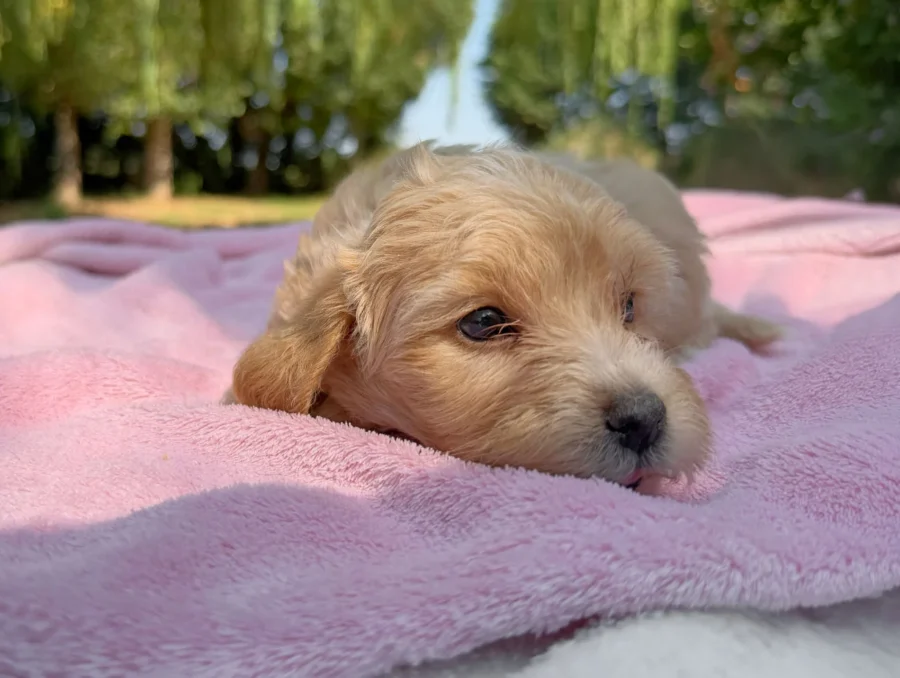 Maltipoo Femmina Crema Kara11