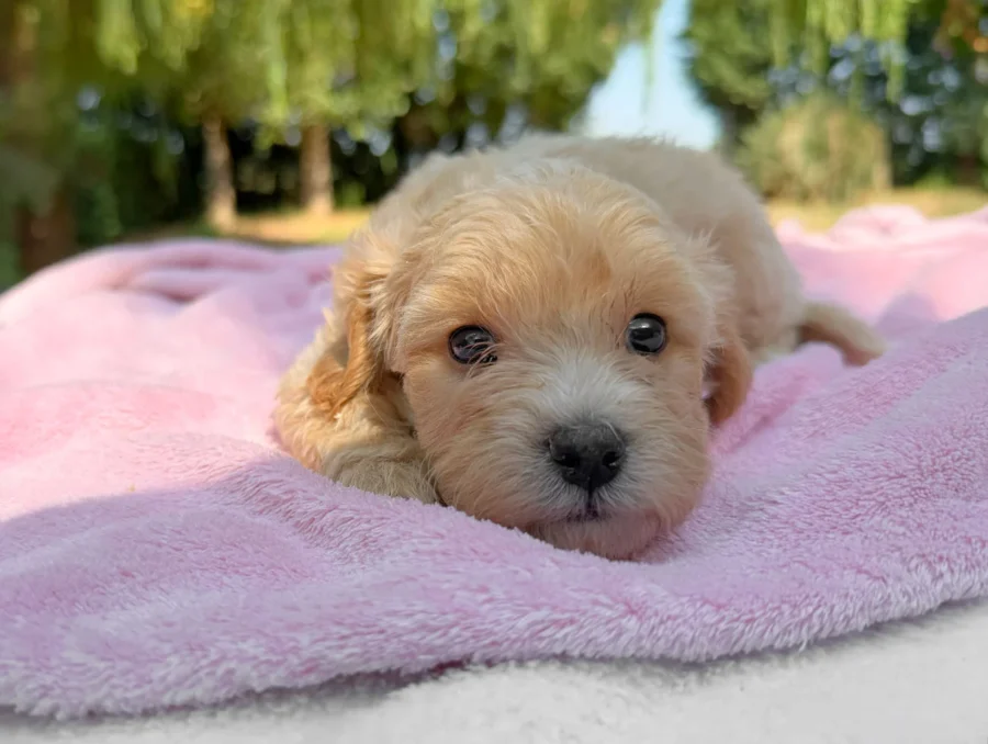 Maltipoo Femmina Crema Kara12