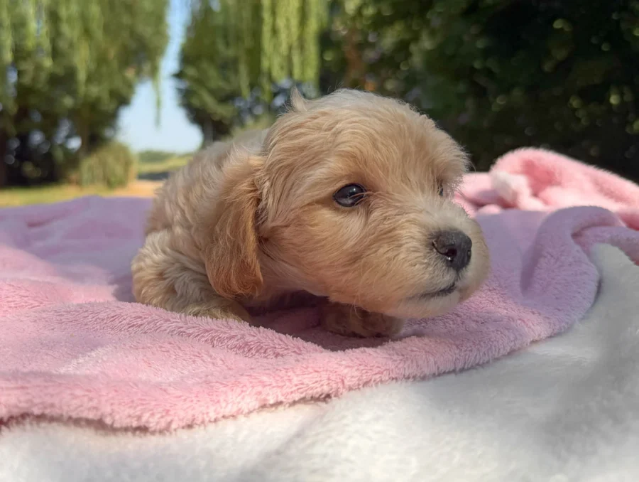 Maltipoo Femmina Crema Kara13