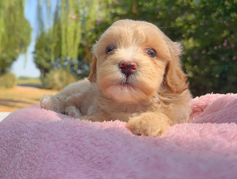 Maltipoo Femmina Crema Lylla