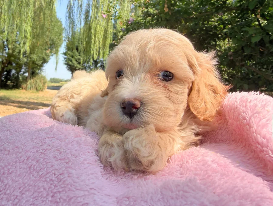 Maltipoo Femmina Crema Lylla1