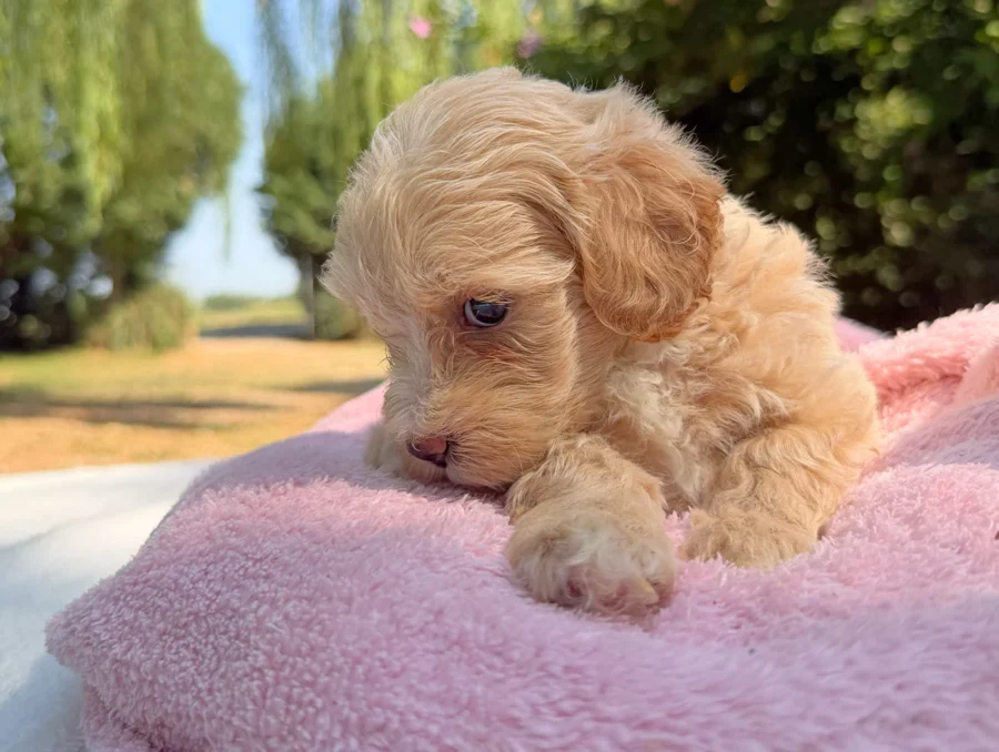 Maltipoo Femmina Crema Lylla2