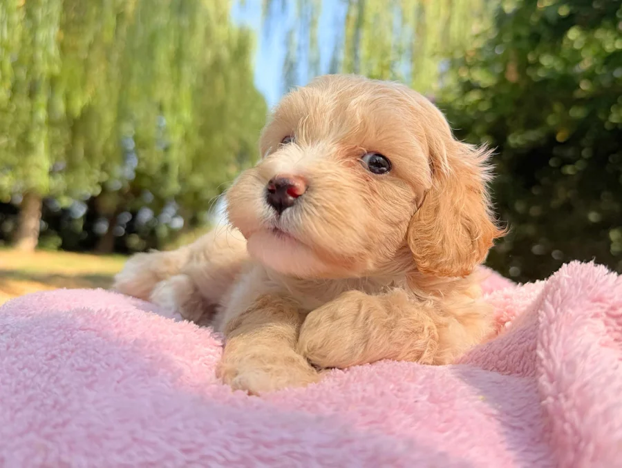Maltipoo Femmina Crema Lylla3