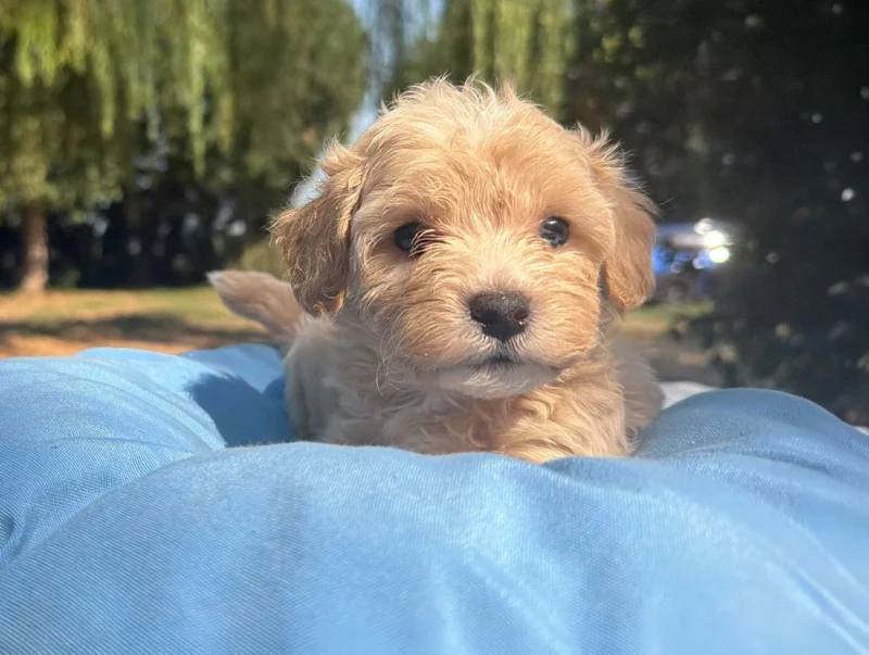 Maltipoo Maschio Crema Duncan