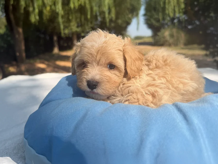 Maltipoo Maschio Crema Duncan1
