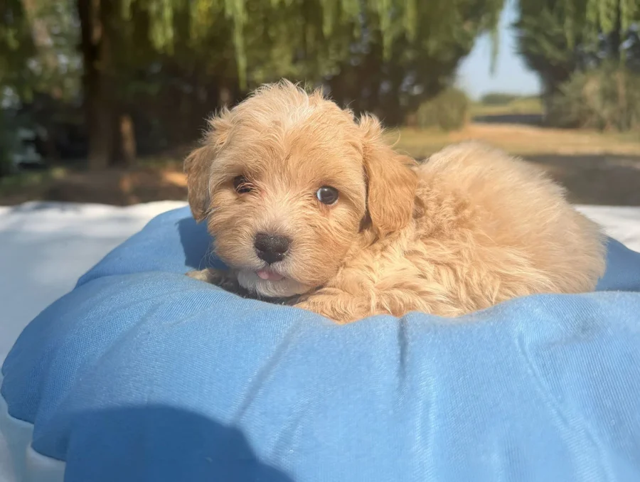 Maltipoo Maschio Crema Duncan2