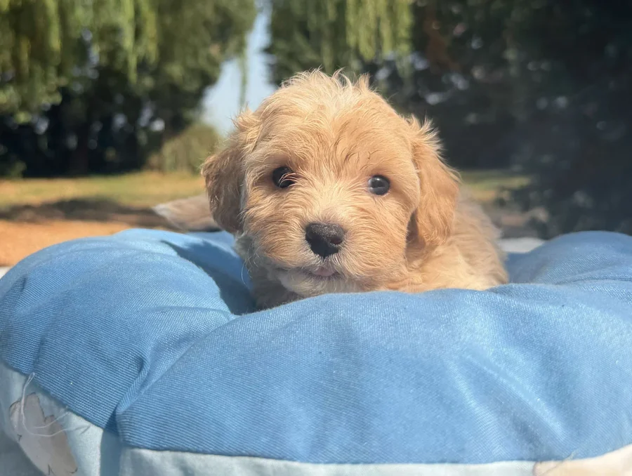 Maltipoo Maschio Crema Duncan3