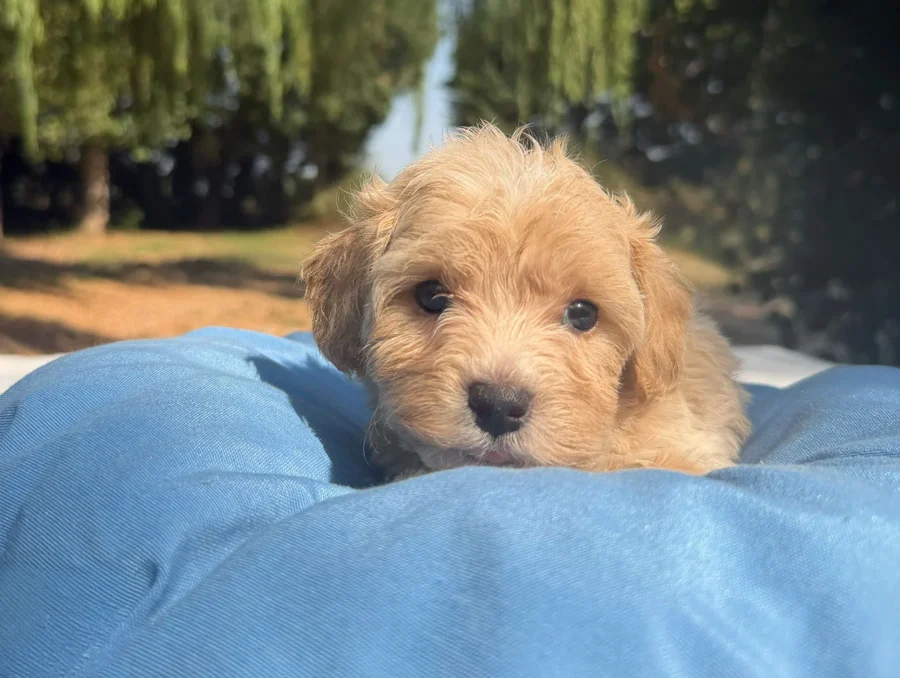Maltipoo Maschio Crema Duncan4