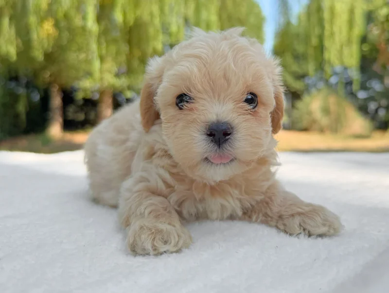 Maltipoo Maschio Crema Eolo