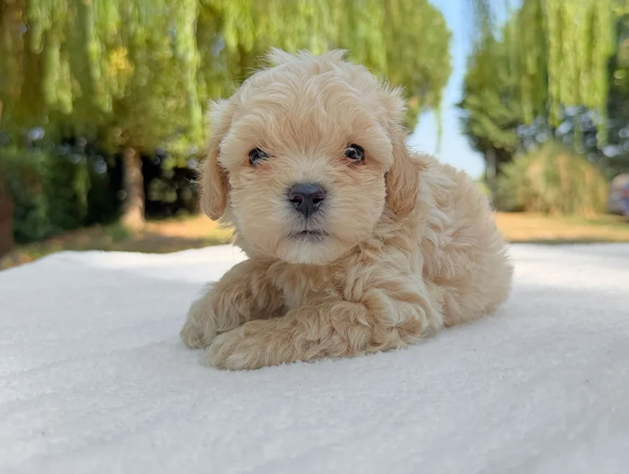 Maltipoo Maschio Crema Eolo1