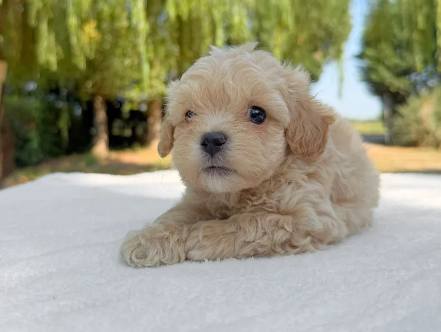 Maltipoo Maschio Crema Eolo2