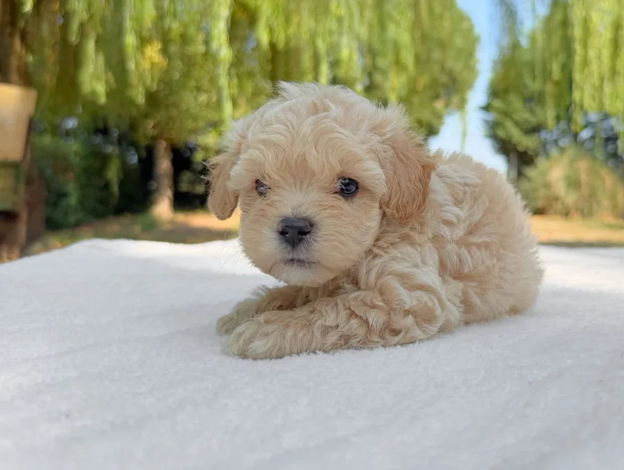 Maltipoo Maschio Crema Eolo4