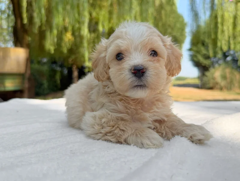 Maltipoo Maschio Crema Rhino
