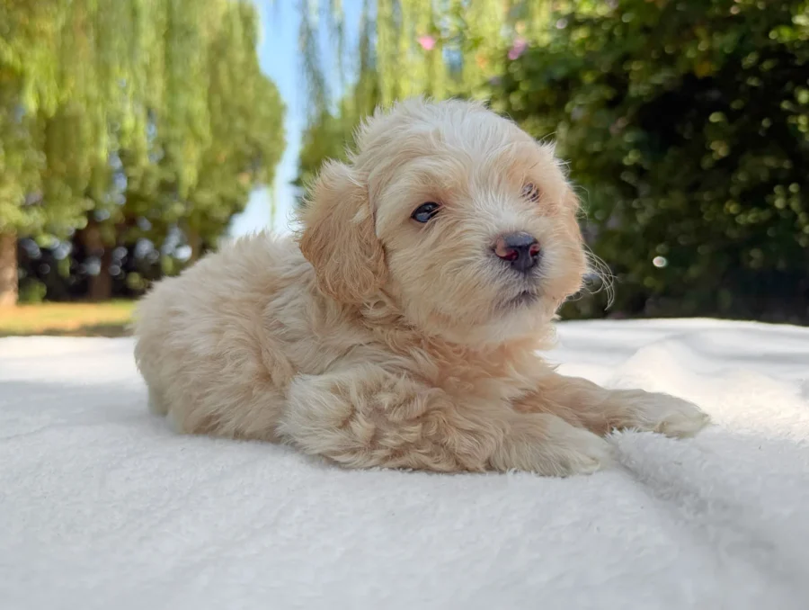Maltipoo Maschio Crema Rhino1