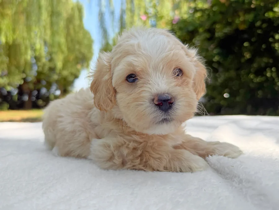 Maltipoo Maschio Crema Rhino2