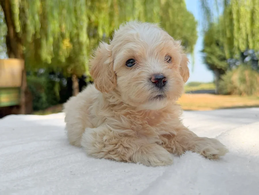 Maltipoo Maschio Crema Rhino3