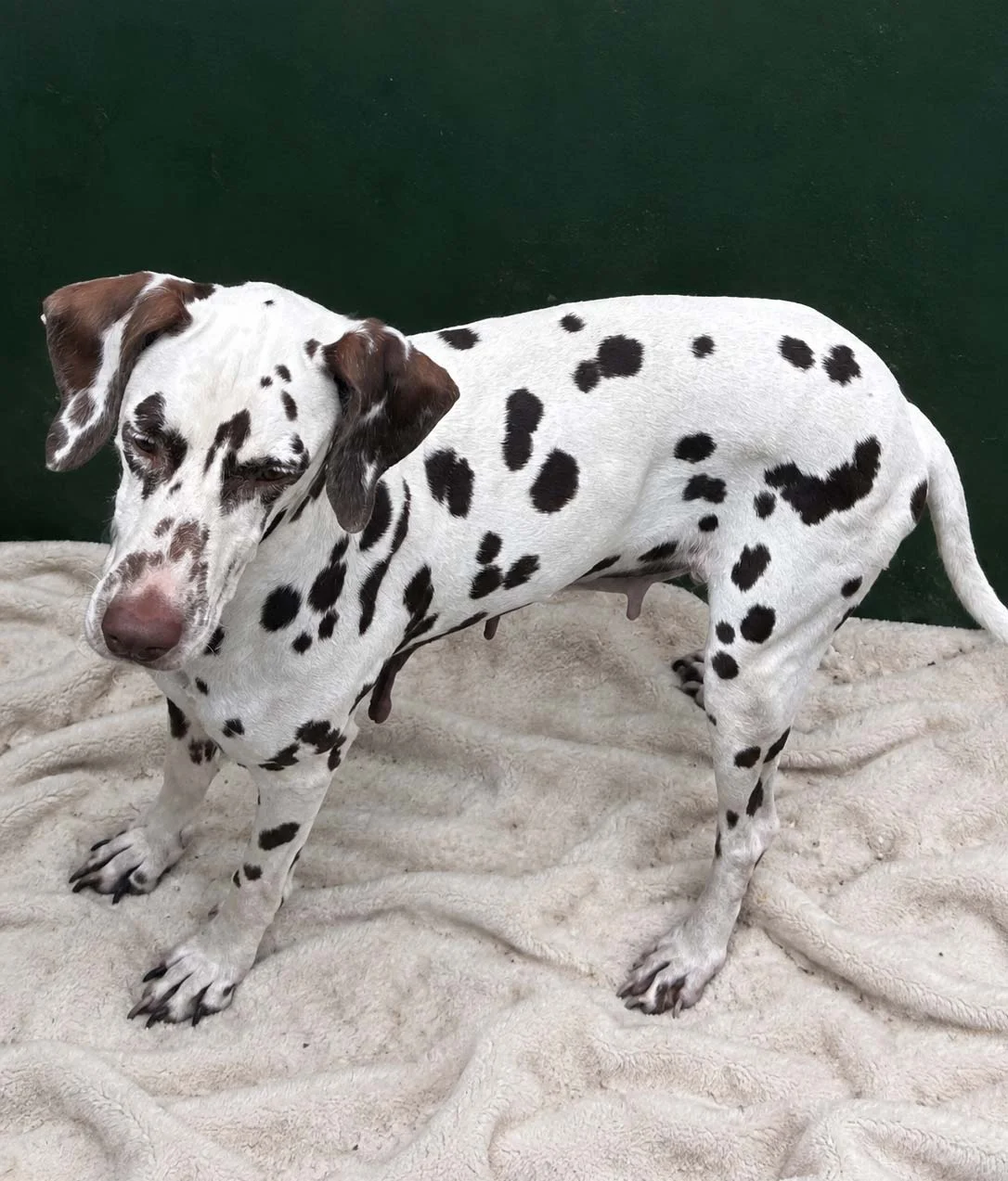 Dalmata, femmina di 2 anni